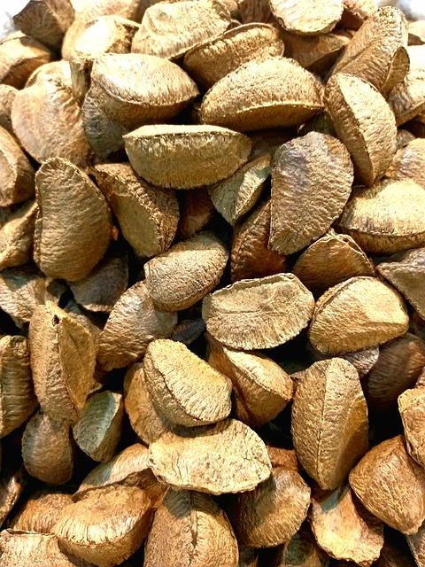 Free Brazil Nuts Chestnut Tree photo and picture