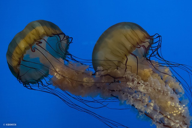 Free Aquarium Jellyfish photo and picture