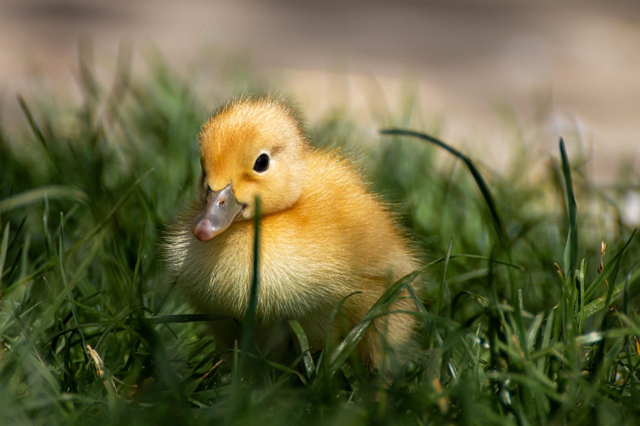 10 000 Free Other Assorted Ducks Duck Images Pixabay