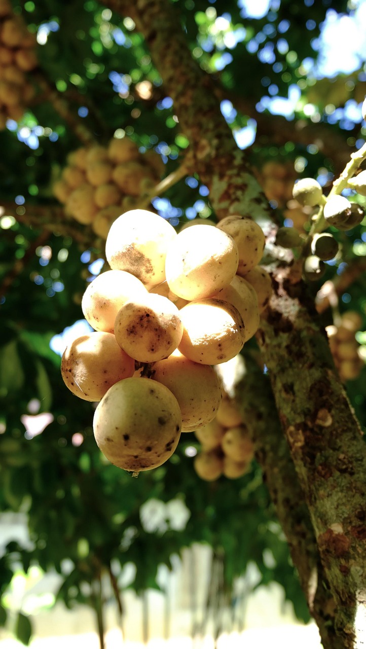Wollongong Fruit Food Free photo on Pixabay Pixabay