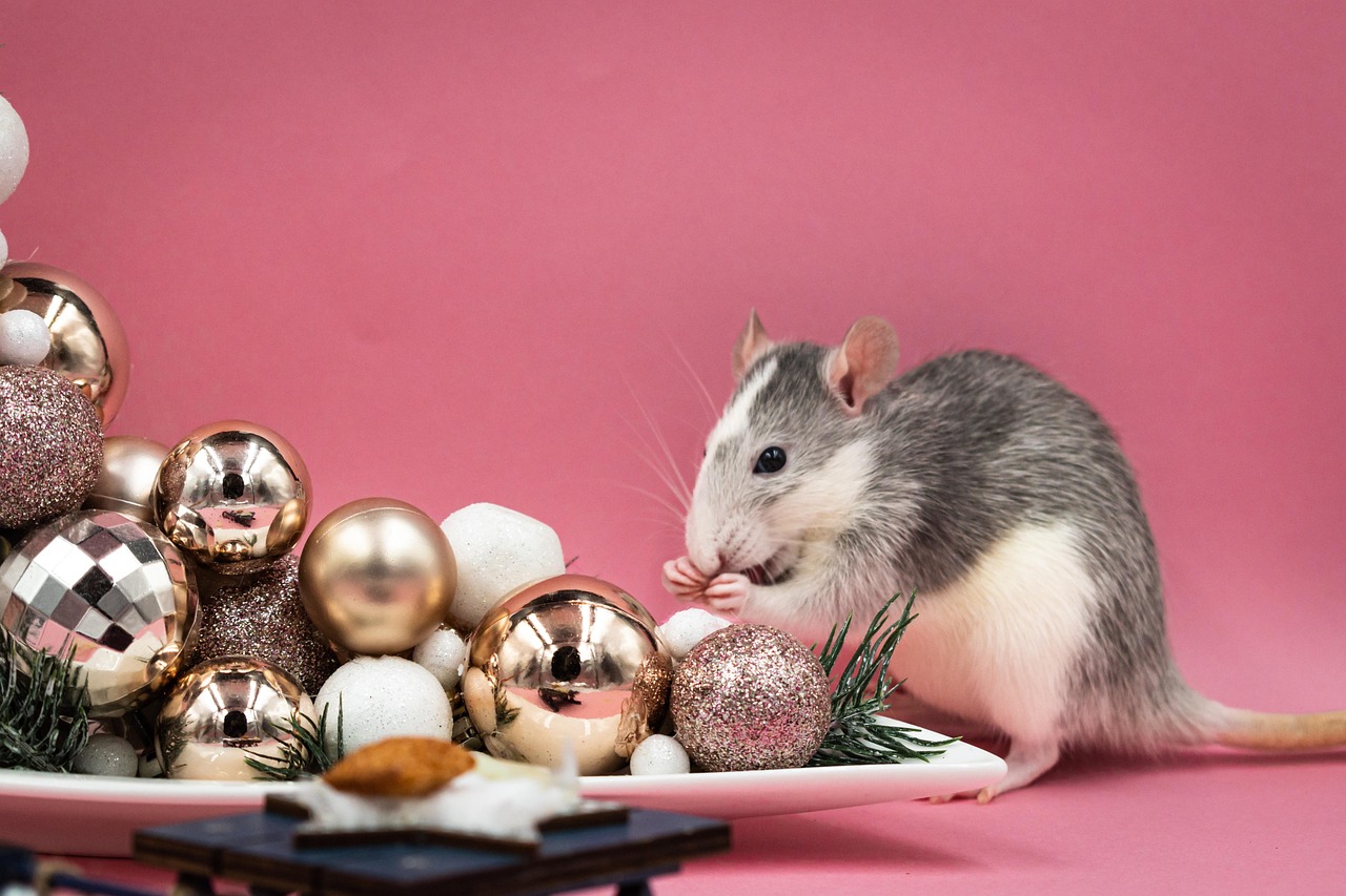 50000 Rats 50,000+ Free Wallpaper Rat & Rat Images - Pixabay
