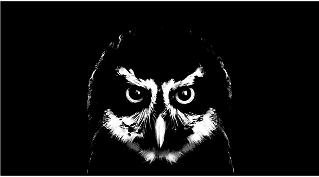 Free bird nocturnal owl vector