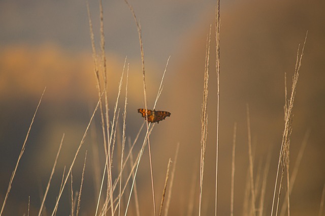 Papillon Gazon Paysage - Photo gratuite sur Pixabay - Pixabay