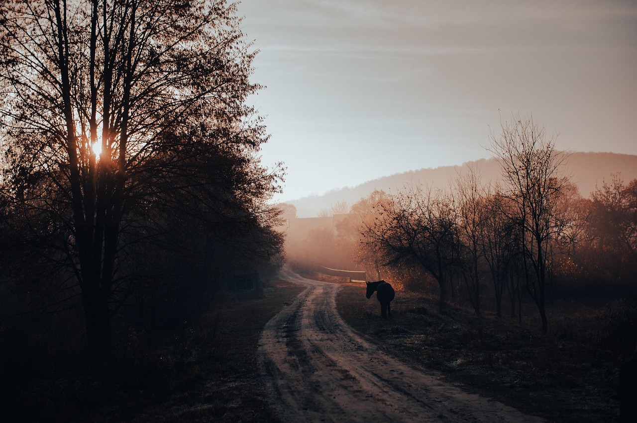 Zonsopkomst boven een rustige landweg tussen bomen
