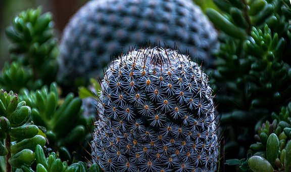 Cactus, Suculento, Espinas, Afilado