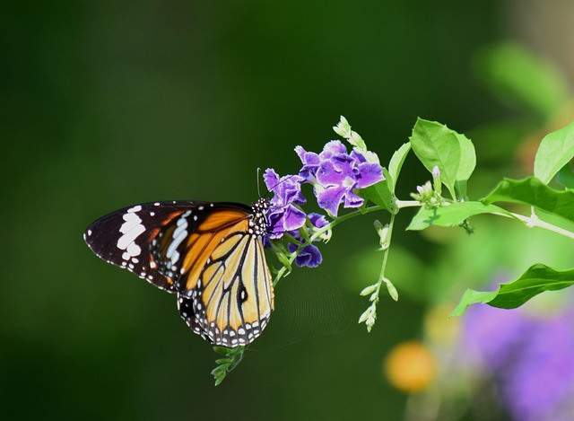 Borboleta Flores Natureza - Foto gratuita no Pixabay - Pixabay