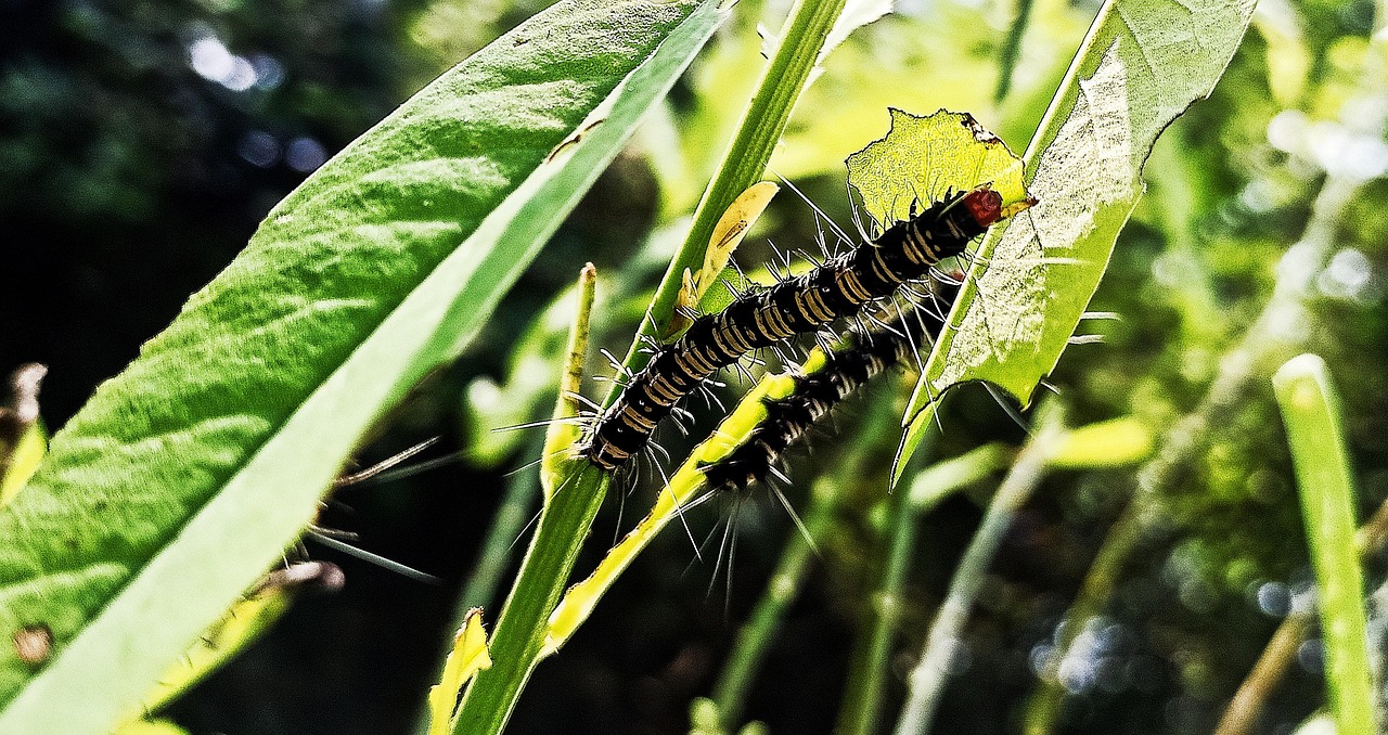 Caterpillar Butterfly Insect - Free photo on Pixabay - Pixabay