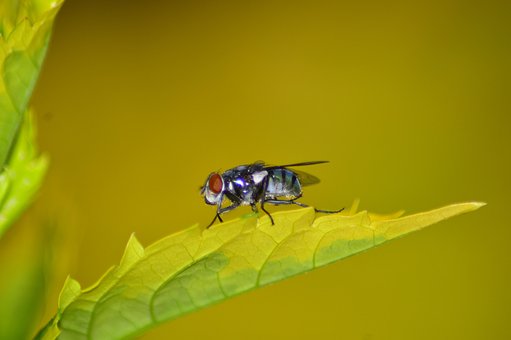 Free Fly Leaf photo and picture