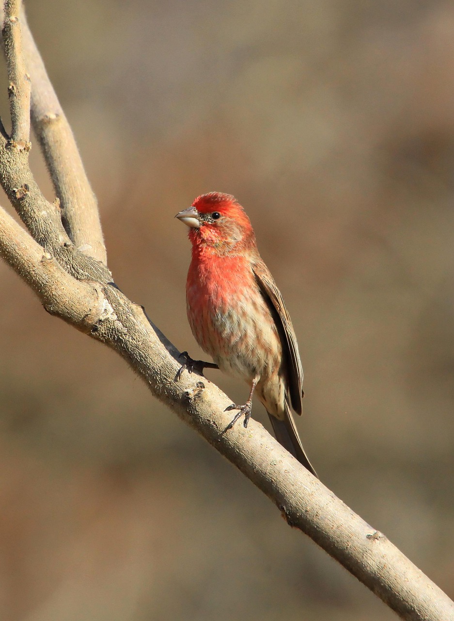 Finch Bird Branch Free photo on Pixabay Pixabay