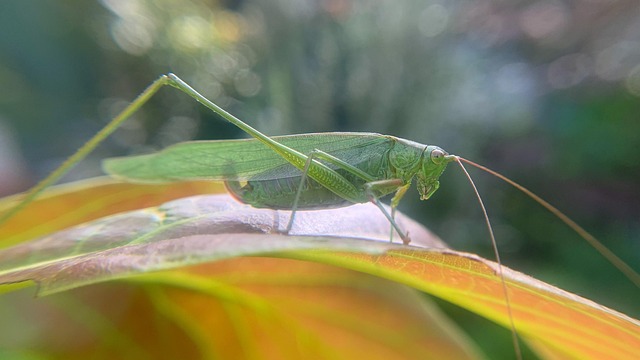 Katydid Buisson À Queue Fourchue - Photo gratuite sur Pixabay - Pixabay