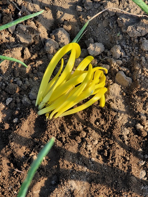 Free Onion Sprout photo and picture