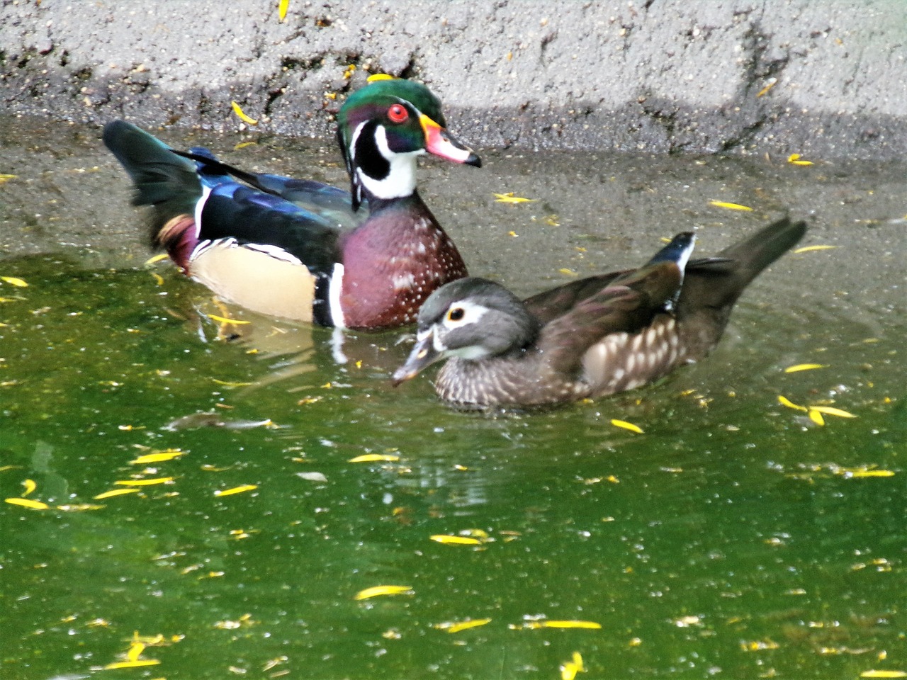 Pato Aves Acuáticas Naturaleza - Foto gratis en Pixabay - Pixabay