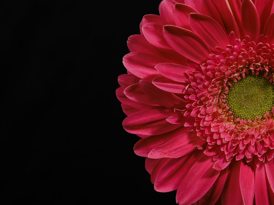 非洲菊 花 粉红色 - Pixabay上的免费照片 - Pixabay