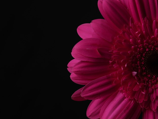非洲菊 花 粉红色 - Pixabay上的免费照片 - Pixabay