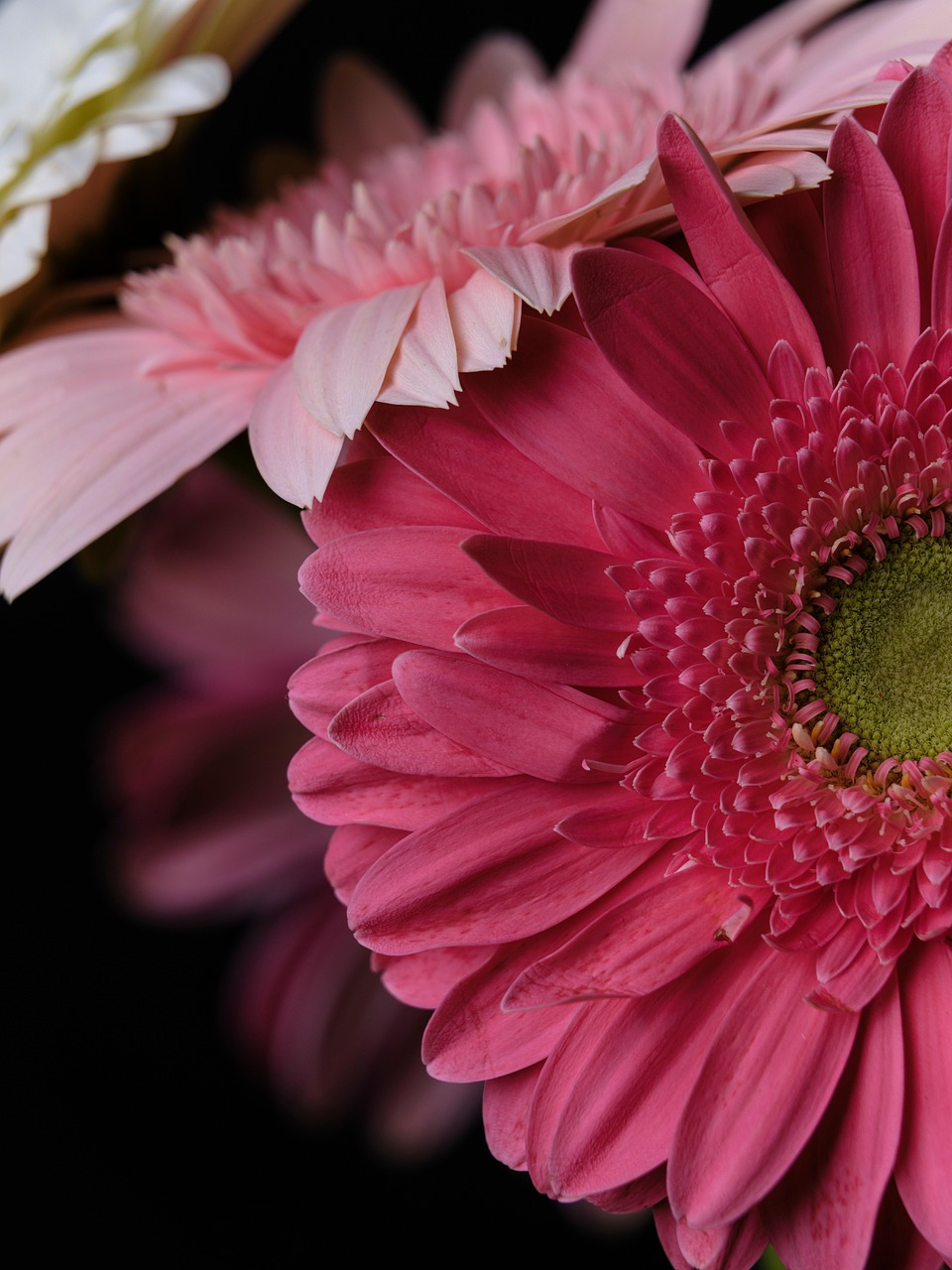 非洲菊 花朵 植物 - Pixabay上的免费照片 - Pixabay