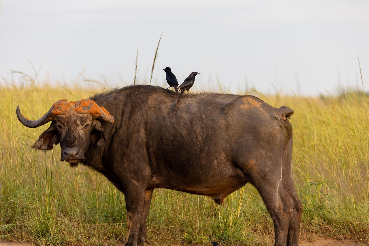 Buffalo - free online jigsaw puzzle photo