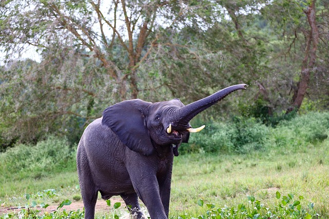 Elefant Trompete Elfenbein Kostenloses Foto Auf Pixabay Elefant Trompete Elfenbein Kostenloses Foto Auf Pixabay