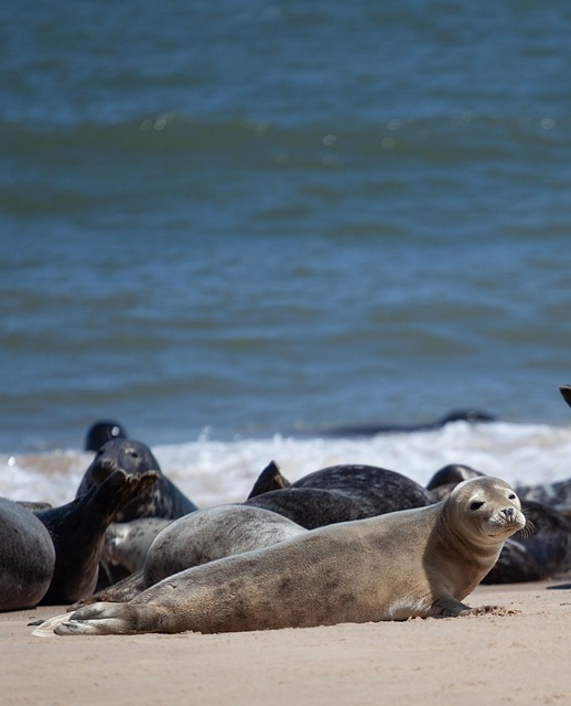 seal, mammal, sea, beach, nature, summer, baby, cute, waves, animal
