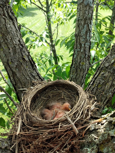 Robin, Pasăre, Natura, Copac, Cuib