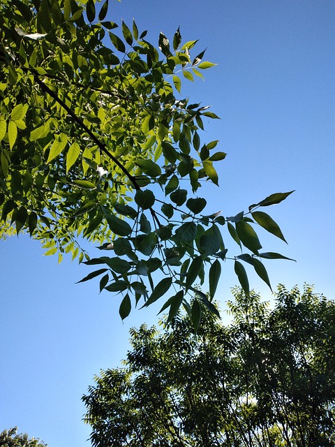 Cer, Verde, Copac, Frunze, Natura