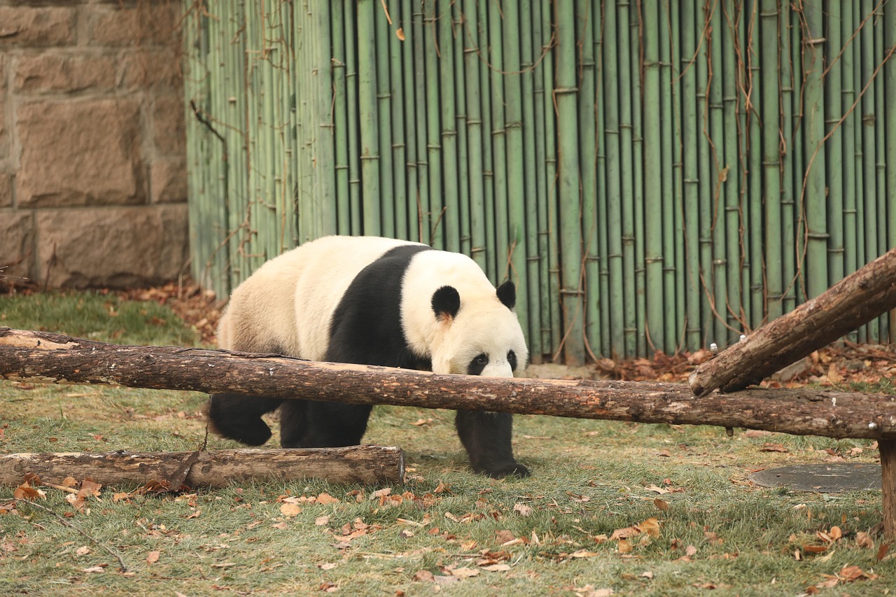 자이언트 판다 팬더 멸종 위기 동물 포유 - Pixabay의 무료 사진 - Pixabay
