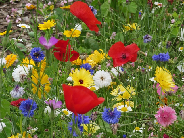 Free Nature Flowers photo and picture