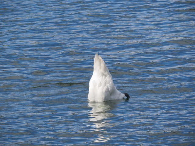 Free Wildlife Bird photo and picture