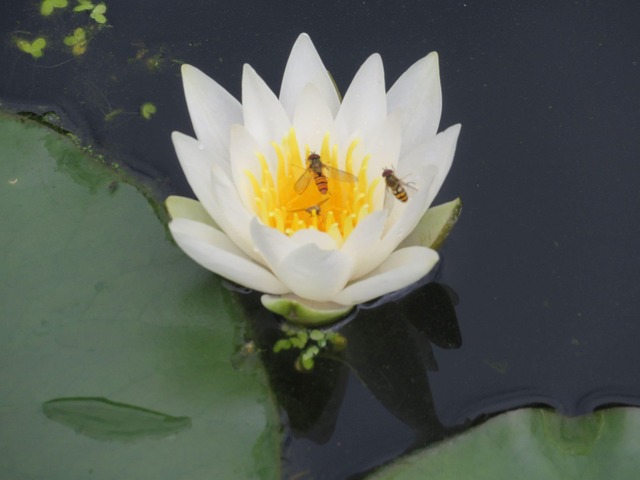 Free Water Flower photo and picture