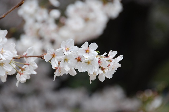 Free Cherry Blossom Flower Background photo and picture