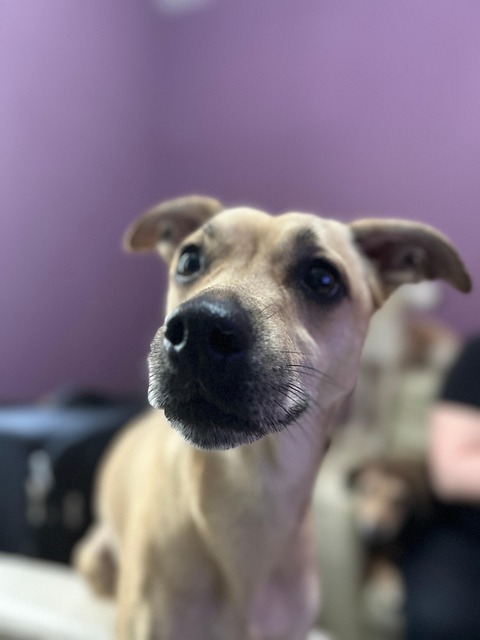 Free Dog Cat photo and picture