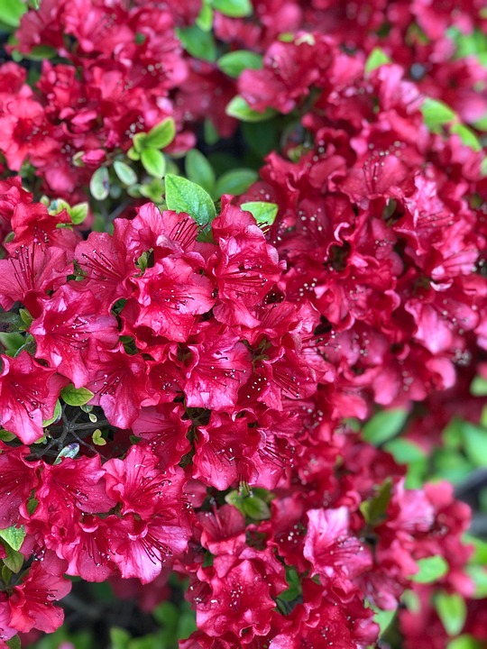 Azalea Bloom Blomma - Gratis foto på Pixabay - Pixabay