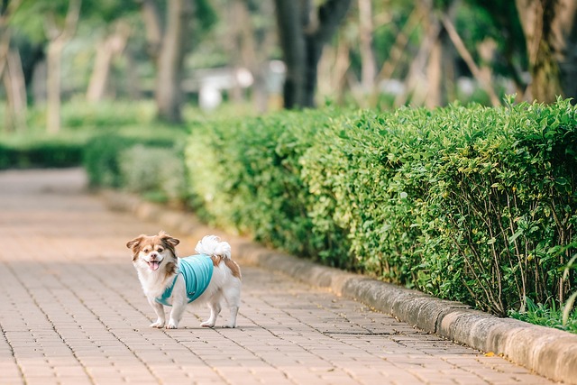 Cachorros, Fundo Livre