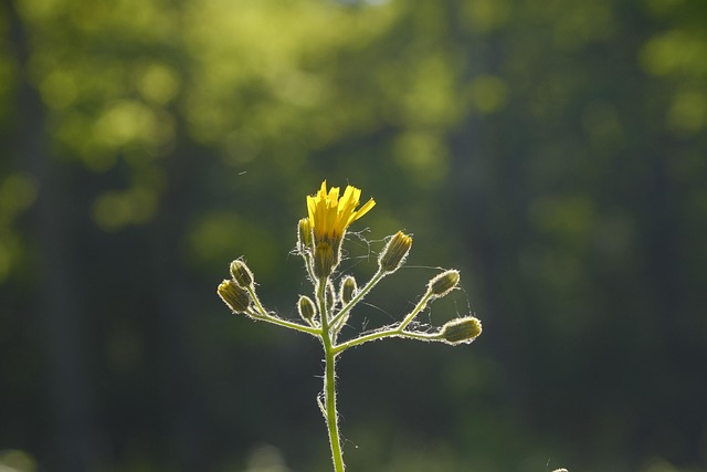 Free Flower Sunshine photo and picture