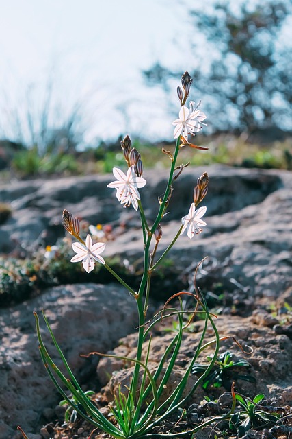 Free Flowers Bloom photo and picture