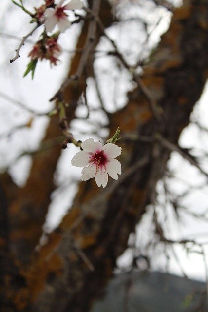 Free Flowering Flower photo and picture