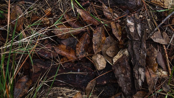 Free Sheets Autumn photo and picture