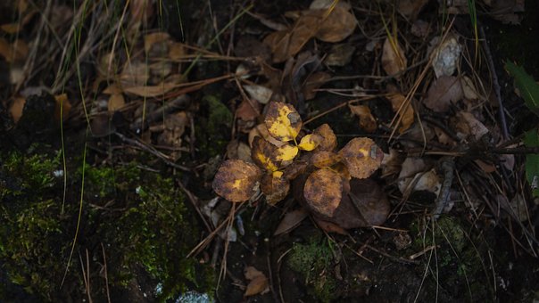 Free Tree Leaves Autumn Winter photo and picture