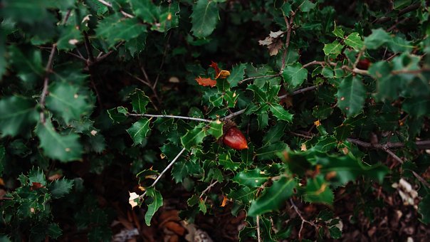 Free Acorn Tree photo and picture