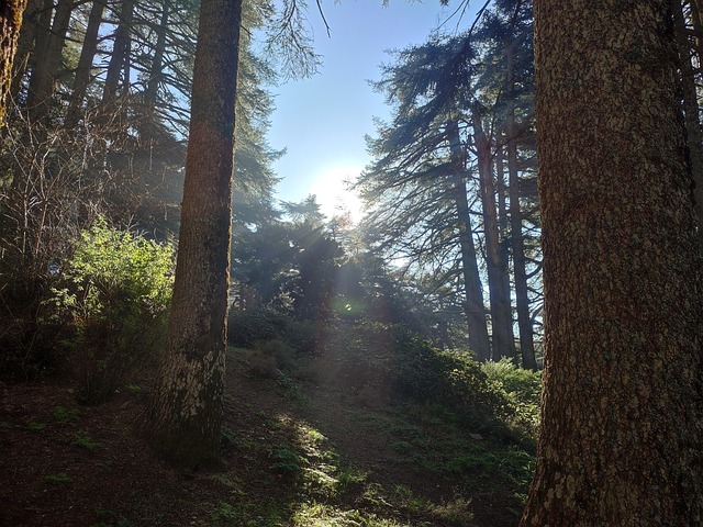 Free Trees Forest photo and picture