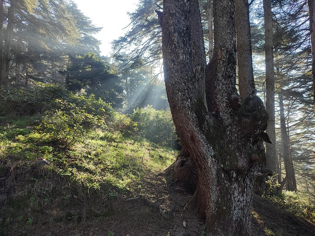Free Tree Forest photo and picture