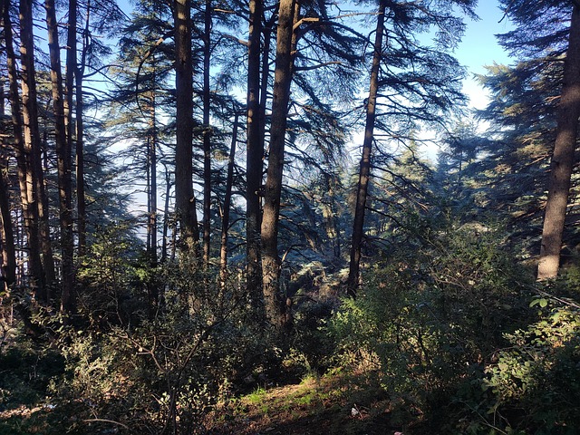 Free Trees Nature photo and picture