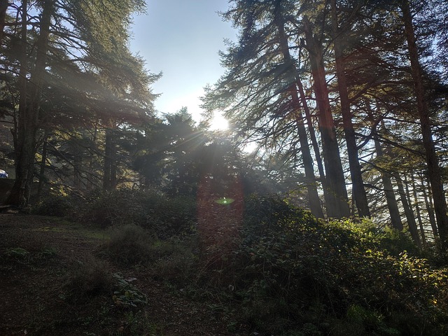 Free Forest Nature photo and picture