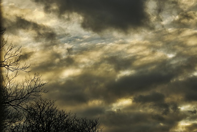 Free Tree Sky photo and picture