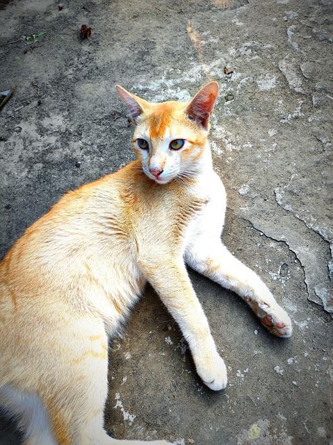 Free Cat Innocent photo and picture