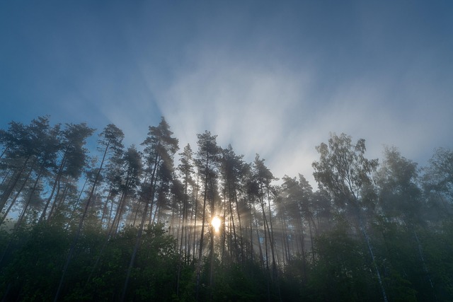 Free Forest Sky photo and picture