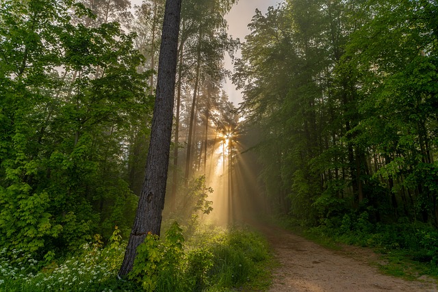 Free Trees Forest photo and picture