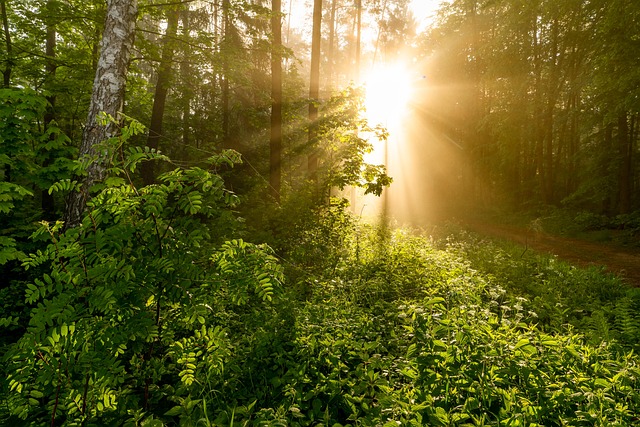 Free Trees Forest photo and picture