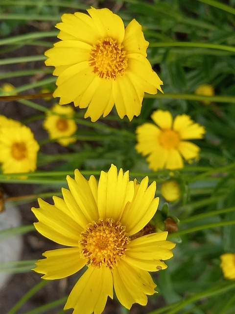 Flores Amarelas, Pétalas, Meu Jardim