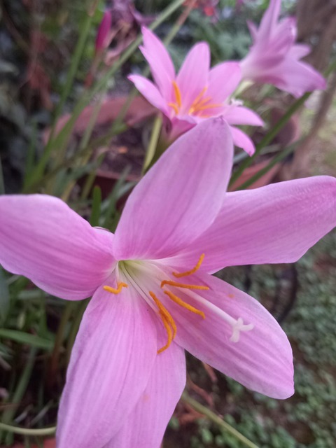 Rosa, Meu Jardim, Beleza, Flores
