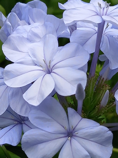 Beleza, Flores Lilás, Meu Jardim